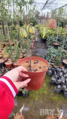 Калифорнийски люляк Хенри Дефозе,  Ceanothus 'Henry Defosee', снимка 18 - Градински цветя и растения - 46888623