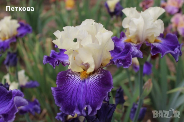 Сортови ириси , снимка 5 - Градински цветя и растения - 53399502