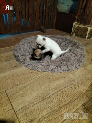 чихуахуа , снимка 7 - Чихуахуа - 52745242