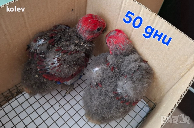 Папагали Еклектус бебета 