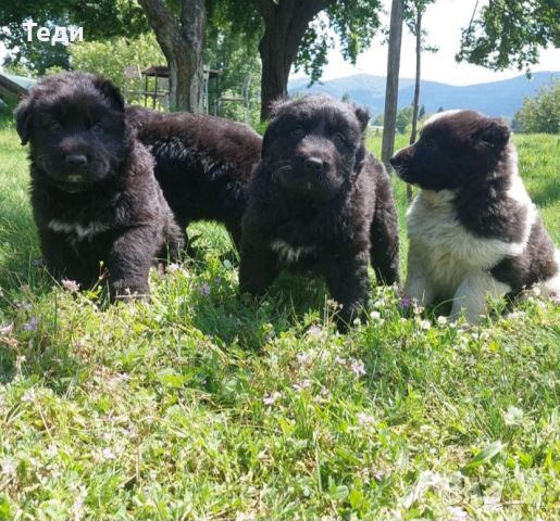 Продавам български овчарски кучета