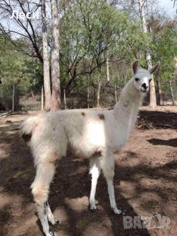 Алпака, снимка 2 - Други - 52353668