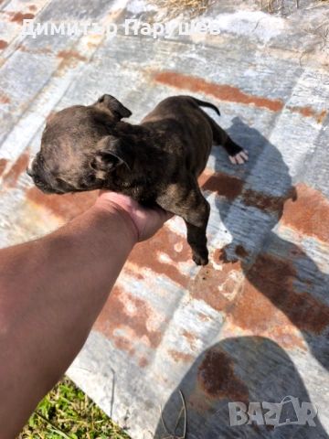 Малки потбулчета , снимка 7 - Питбул - 54251823