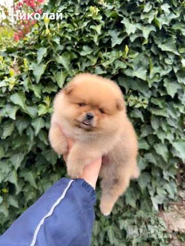 Померан момче. Померанче, снимка 6 - Померан - 54216754