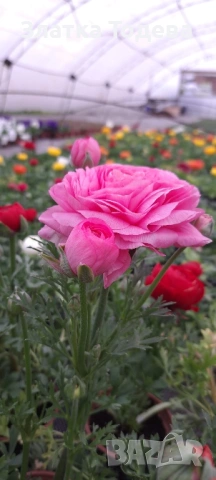 Цветя за 8 март, снимка 13 - Градински цветя и растения - 53336246