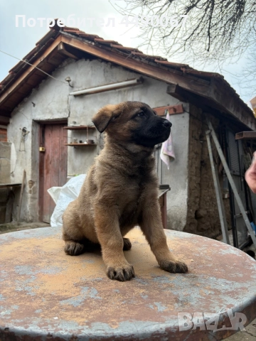 Немска овчарка - сивак, снимка 10 - Немска овчарка - 52977991