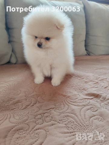 Померанче мини женско , снимка 10 - Померан - 53078151