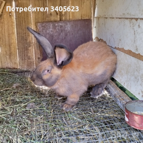 зайци мъжки и женски на различна възраст , снимка 6 - Други - 46286845