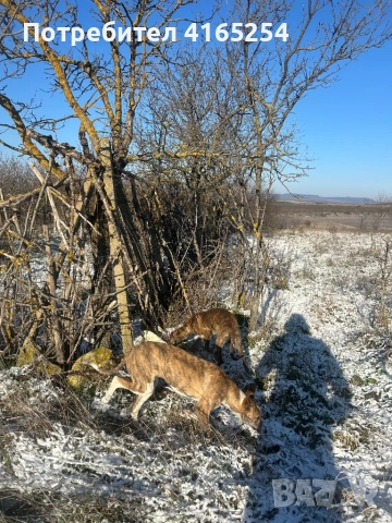 Продавам кучета грейхаунд(хрътки), снимка 2 - Други - 53578737