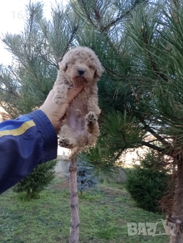 Мъжко Пуделче 