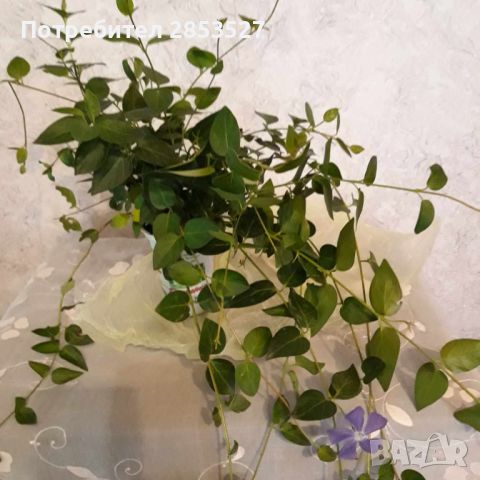 Промо Комплект градинска Винка, снимка 5 - Градински цветя и растения - 45783014