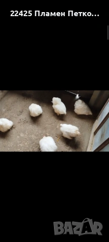 Продавам бял мини кохин 5+1, снимка 3 - други­ - 53523068