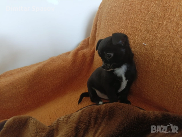 Мъжко и Женско Кученце Куче Мини Чихуахуа, снимка 5 - Чихуахуа - 54002011