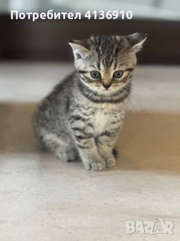 Британски котета, снимка 6 - Британска късокосместа - 46293875