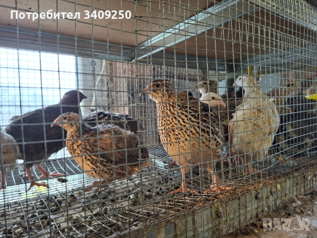 Женски пъдпъдъци носачки, снимка 6 - Други - 53997779