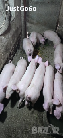 Продавам малки прасета, снимка 4 - Прасета - 52433146