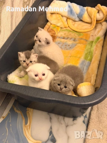 Британски късокосместа и шотландски клепоухи, снимка 4 - Британска късокосместа - 53698757