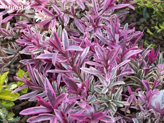 Хебе „Розова Принцеса“ , снимка 4 - Градински цветя и растения - 53878378