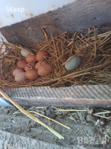 Продавам домашни яйца