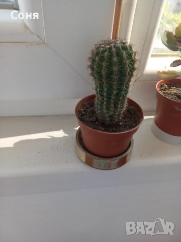 Различни кактуси,каучуково цвете, копривки и др.цветя, снимка 6 - Стайни растения - 50757911