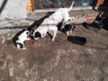 уникални кученца подарявам!, снимка 9