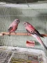 папагали на добри цени, снимка 4
