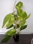 Епипремнум, epipremnum Golden, снимка 1
