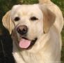 Labrador retriever puppies - Astorela kennel, снимка 8