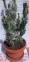 Продавам кактус , снимка 12