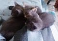 две сиви котенца момичета търсят семейство , снимка 3