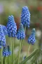 Арменско кукувиче грозде, гроздов зюмбюл, мускари (Muscari armeniacum) – луковички, снимка 1