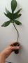 Philodendron Florida ghost, снимка 5