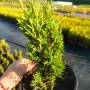 Кипарис Тотем (Cupressus Sempervirens Тotem), снимка 6