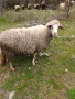 Овца, снимка 6