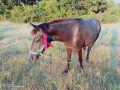 Селскостопански животни, кончета, снимка 17
