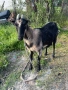 Коза, снимка 3