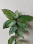 Традесканция, Callisia soconuscensis, снимка 1 - Стайни растения - 45413563