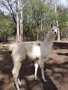 Алпака, снимка 2