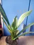 Сансевиерия  Sansevieria trifasciata var. laurentii, снимка 1