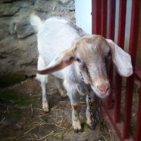 Продавам стадо 6 кози и 5 ярета, снимка 5 - Кози - 45891654