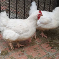 Петли Бройлери,петлета , яйца, носачки,ярки, месо,пилета,кокошки , снимка 1 - Кокошки и пуйки - 27686230