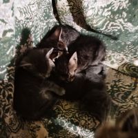 котенца от Варна търсят любящи стопани , снимка 6 - Други - 45627375
