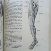 Атлас анатомии человека  том 2 - Р.Д.Синельников - 1956г., снимка 4 - Специализирана литература - 45536071