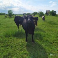 Продавам крави, снимка 6 - Крави - 45626413