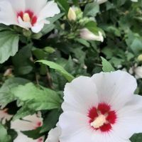 ГРАДИНСКИ ХИБИСКУС  - розов и бял,  в контейнер , снимка 3 - Градински цветя и растения - 45742818