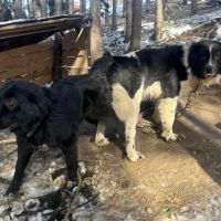 Продавам български овчарски кучета, снимка 5 - Каракачанска овчарка - 45594348