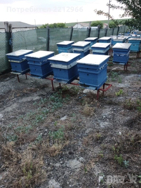 Пчелин - кошери с пчели и магазини, снимка 1