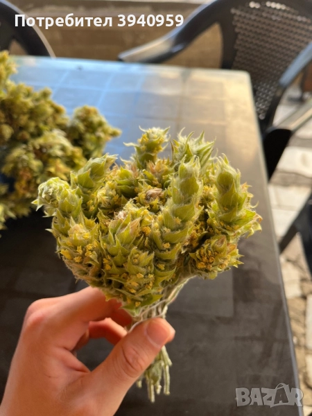 Мурсалски чай от Али ботуш, снимка 1