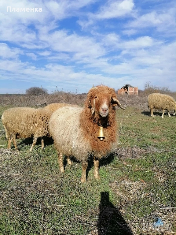 Продавам овен Аваси, снимка 1