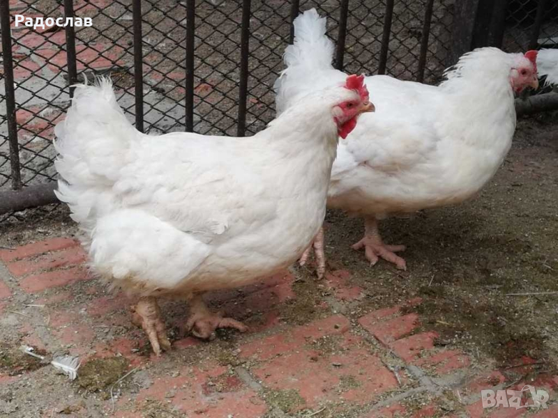 Петли Бройлери,петлета , яйца, носачки,ярки, месо,пилета,кокошки , снимка 1